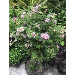 Cây ngũ sắc tím dáng tree
