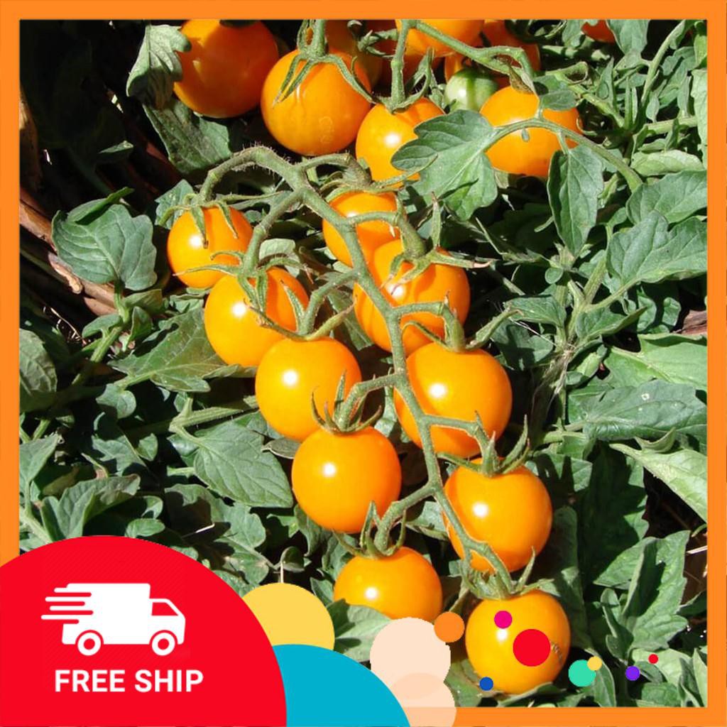 20 Hạt giống Cà chua cherry vàng (tặng gói Kích nẩy mầm và Hướng dẫn) KHUYẾN MẠI TRONG NGAY