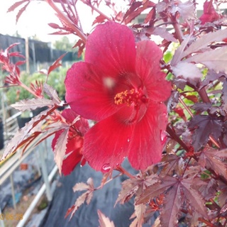 Cây bụp giấm Châu Phi ( Hibiscus lá đỏ)