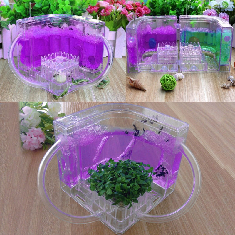 Hộp nuôi kiến thiết kế 3D độc đáo