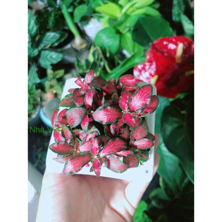 Chậu Cây Cẩm Nhung (lá may mắn) Màu Đỏ