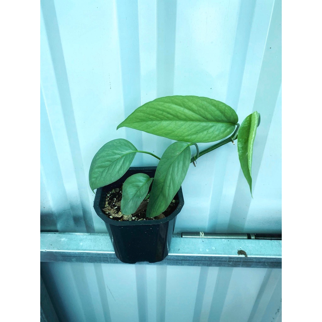 Chậu Nhựa Vuông Cứng Màu Đen Thoát Nước - Chậu Nhựa Trồng Cây Nhiều Lỗ Thoát Nước - Chậu Nhựa Mini Màu Đen
