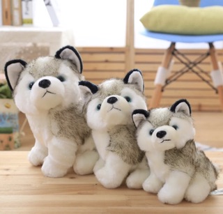 Chó bông husky - gấu bông