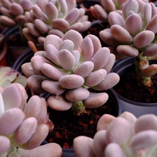 (PURPLE MOONSTONE) SỎI MẬP TÍM LỚN