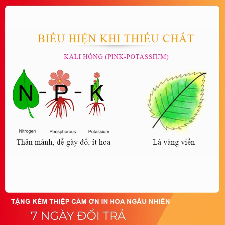 [RẺ NHẤT SG] Phân bón gốc/ lá kích thích cây ra hoa đậu trái. Tác dụng của phun Kali qua lá đối với cây trồng. TL: 100gr