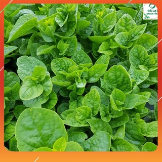 Hạt Giống RAU MỒNG TƠI_10GR (HẠT CHẤT LƯỢNG CHUẨN F1)