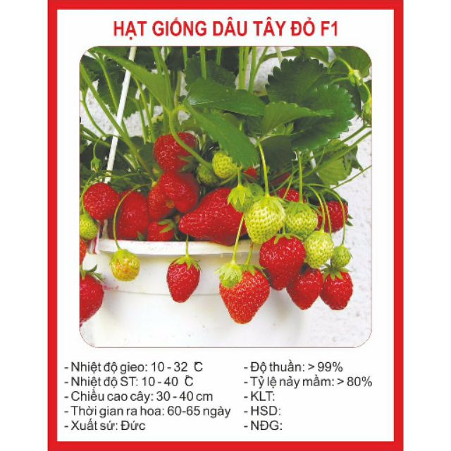 Hạt giống dâu tây