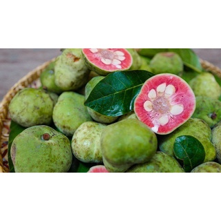 COMBO 2 CÂY CHAY LÕI ĐỎ CÂY GIỐNG