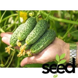 Hạt Giống Dưa Chuột Gai Mini 1gram