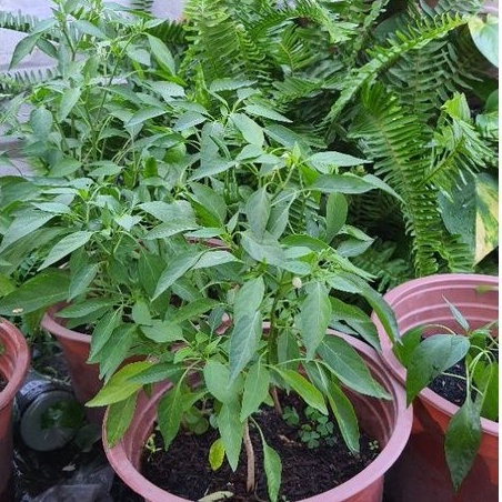 Ớt kiểng - TACY'S GARDEN 100% rau sạch nhà vườn trồng