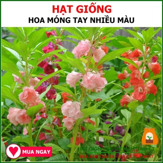Hạt Giống Hoa Móng Tay Nhiều Màu