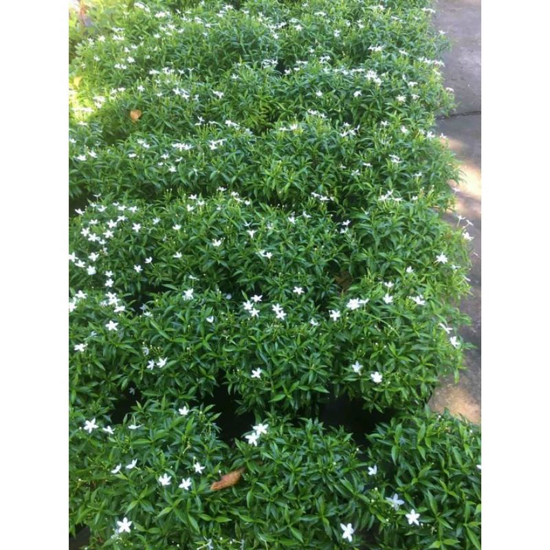 Cây mai vạn phúc