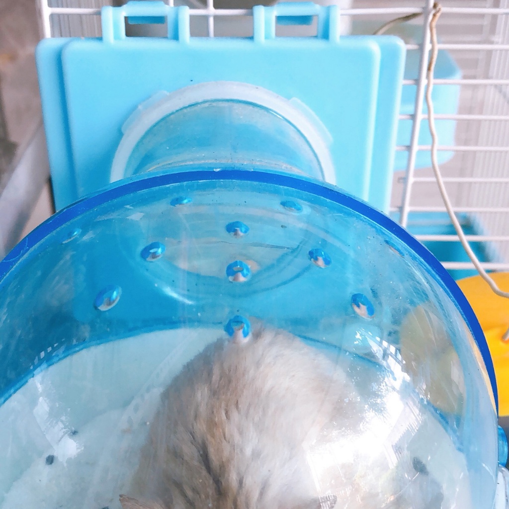 Nhà tắm hamster, gắn ngoài cho lồng hamster