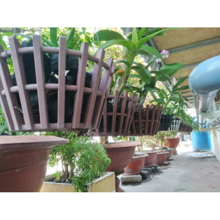 (Rất Dày) Chậu trồng lan giã gỗ hình QUẢ BÍ - BÔNG SEN - CARO, Dáng Caro - Chậu Lan loại 1 dày và nặng (fi 23-25)