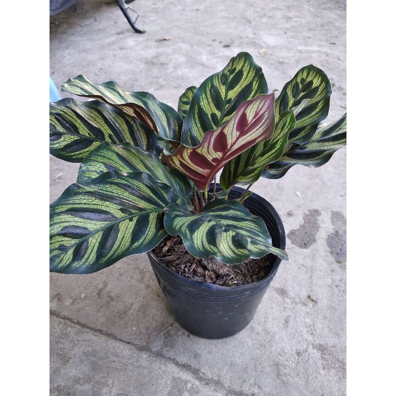 đuôi công xanh nâu Calathea makoyana