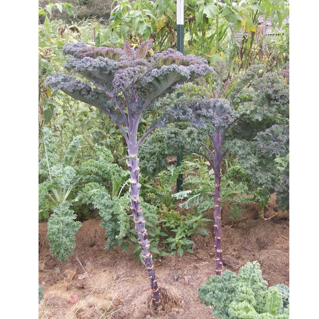 Hạt Giống Cải Xoăn Kale Tím (Kale Đỏ) F1 gói 1gram dễ trồng quanh năm ăn giòn ngon ngọtMS636