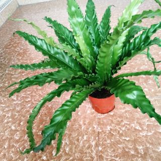 Cây tổ quạ,tổ chim