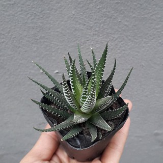 Sen đá móng rồng-size nhỏ