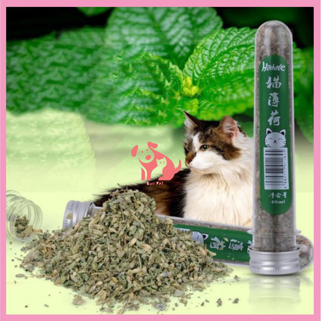 Cỏ bạc hà catnip cho mèo