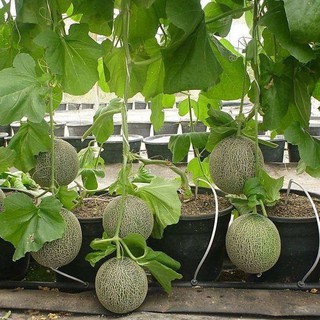 Hạt giống dưa lưới vỏ xanh 10 hạt (TẶNG gói kích thích hỗ trợ hạt nảy mầm)