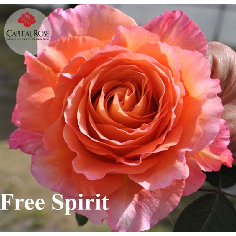 hồng Free Spirit