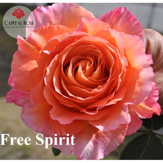 hồng Free Spirit