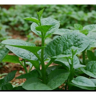 hạt giống mồng tơi cao sản nhật 100 hạt , dể trồng , đạt năng suất cao