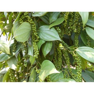 Cây hồ tiêu đang sẵn trái, có thể trồng chậu làm gia vị- Trang trí sân vườn- Cây hoa kiểng Đồng Tháp