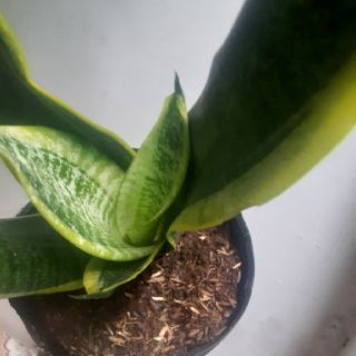 Cây lưỡi hổ Thái