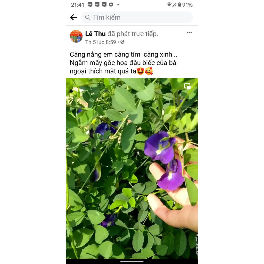 Hạt giống hoa đậu biếc cánh kép