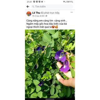 Hạt giống hoa đậu biếc cánh kép