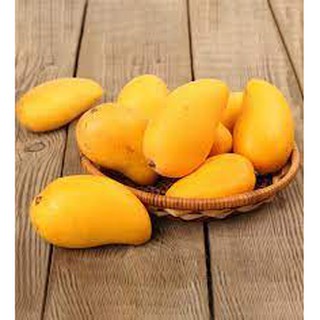 Cây giống Xoài Thanh ca [ Cây ghép cho trái sớm ].