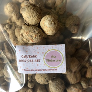 100gr Củ tam thất nam