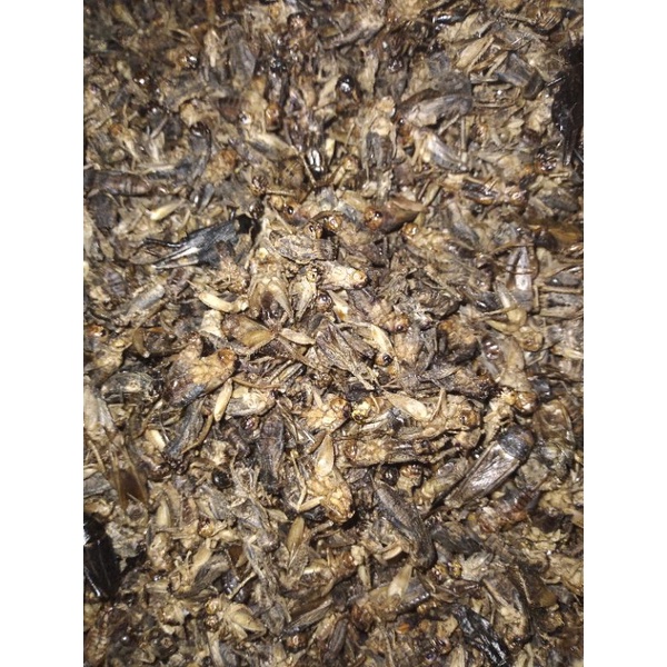 DẾ SẤY KHÔ 100 GRAM CHO VẬT NUÔI ĂN HAMSTER SÓC NHÍM KIỂNG...