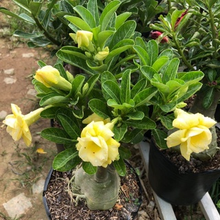 cây hoa sứ giống Minh hoàng hoa màu vàng nhiều lớp