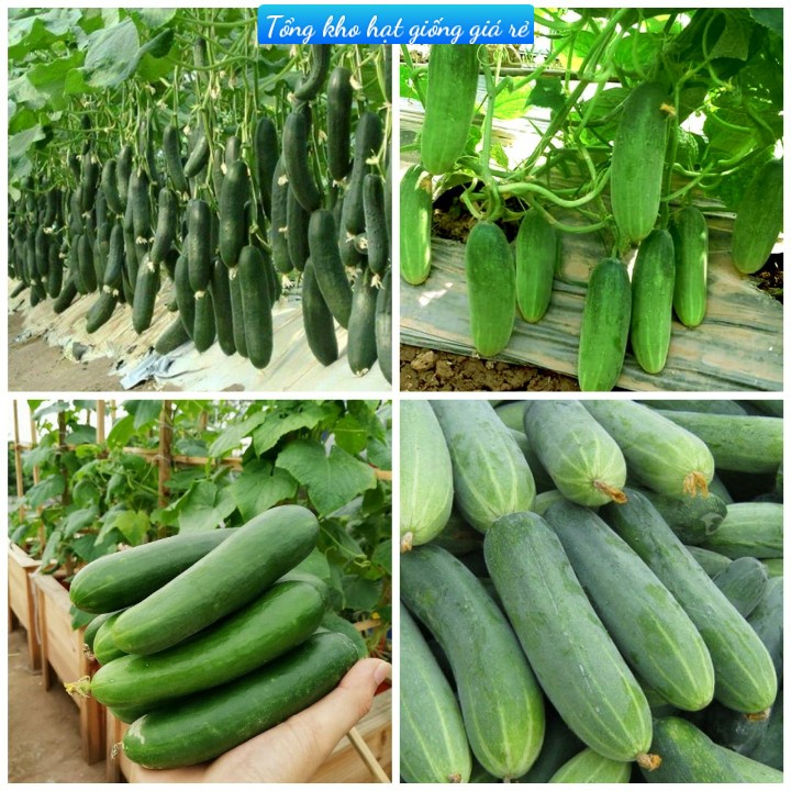 Hạt giống dưa chuột thái F1 quả lớn giòn ngọt dễ trồng kháng bệnh tốt