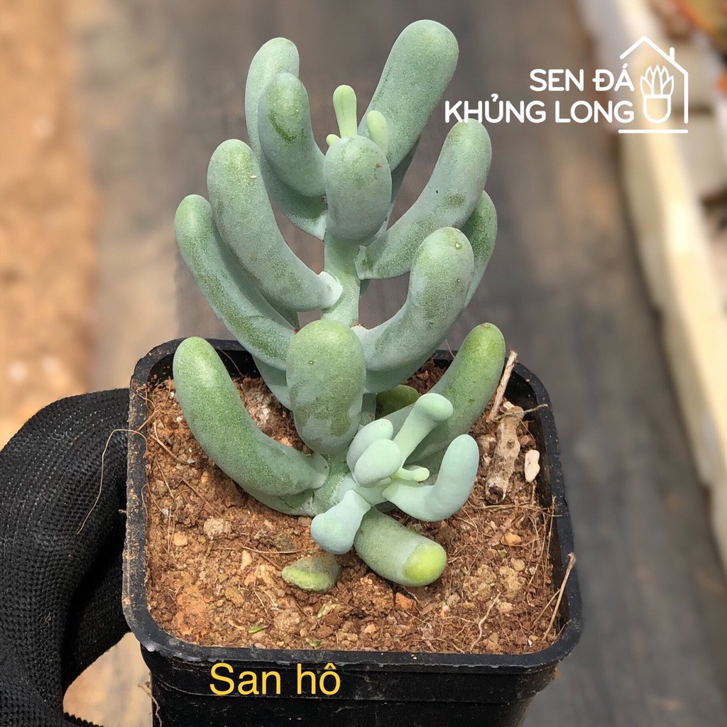 sen đá San Hô - sedum allantoides