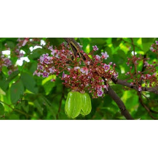 Cây Khế Nhật (khế chua) bầu to đang bông trái.