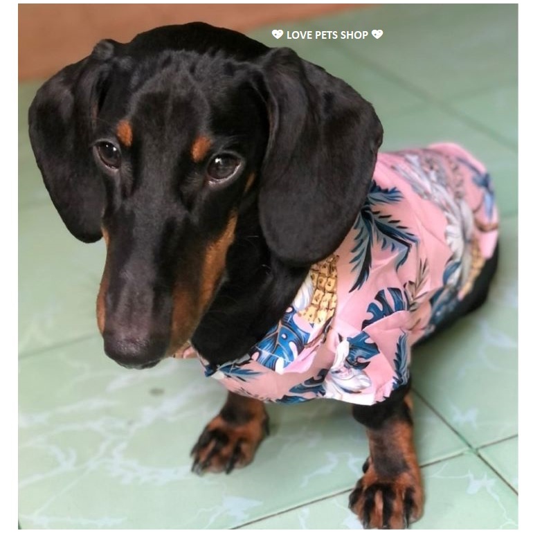 ÁO CHO CHÓ MÈO THỜI TRANG HAWAI -  LOVE PETS SHOP