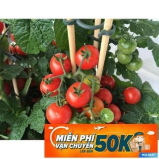 20 Hạt giống Cà chua chery đỏ LuckyseadTG