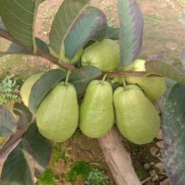 Chậu Ổi ko hạt ( ngon và giòn)