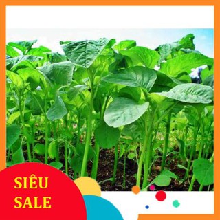20g Hạt giống Rau Dền xanh VIETPHAT