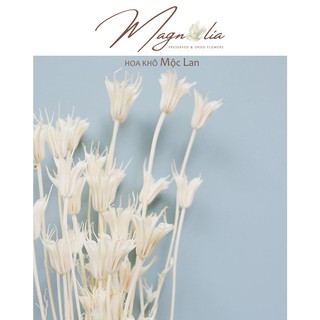 Hoa decor🍁FREESHIP🍁 Lá hoa khô Nigella trắng trang trí cắm hoa, làm đồ handmade