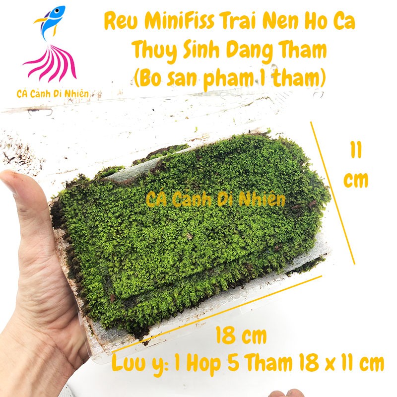 Rêu Minifiss trãi nền trang trí hồ cá thủy sinh dạng thảm size 18x11 cm