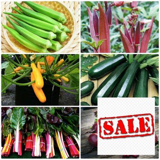 Hạt giống bí ngòi xanh 15 hạt SALE