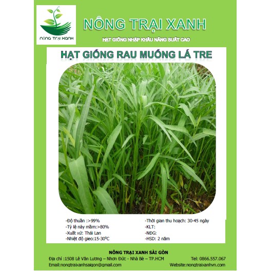 Hạt Giống Rau Muống Lá Tre 50Gr - MUA 3 TẶNG 1 CÙNG LOẠI