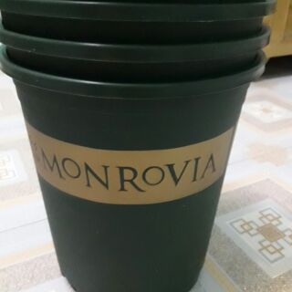 Chậu nhựa monrovia 5gl combo 4 chậu màu xanh