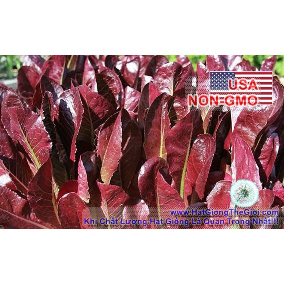 1500h Hạt Giống Xà Lách Romaine Chịu Nhiệt Red