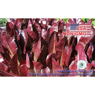 1500h Hạt Giống Xà Lách Romaine Chịu Nhiệt Red (B1.302| C17*V54)