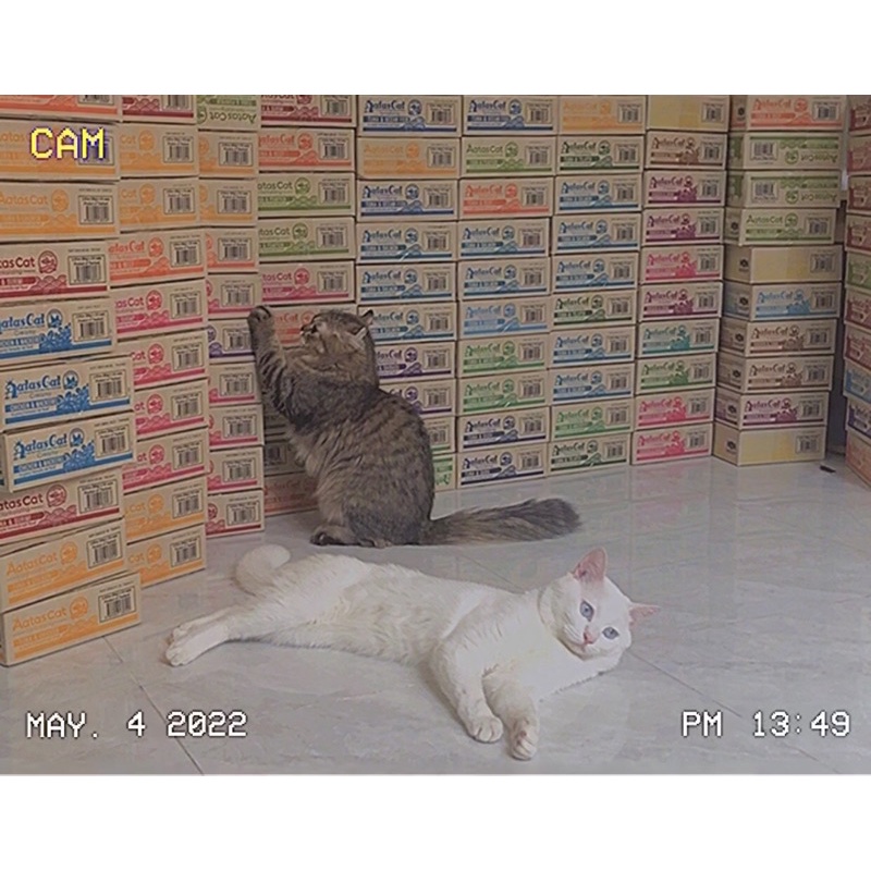 PATE AATAS CAT  _ COMBO 24 LON MIX 24 VỊ